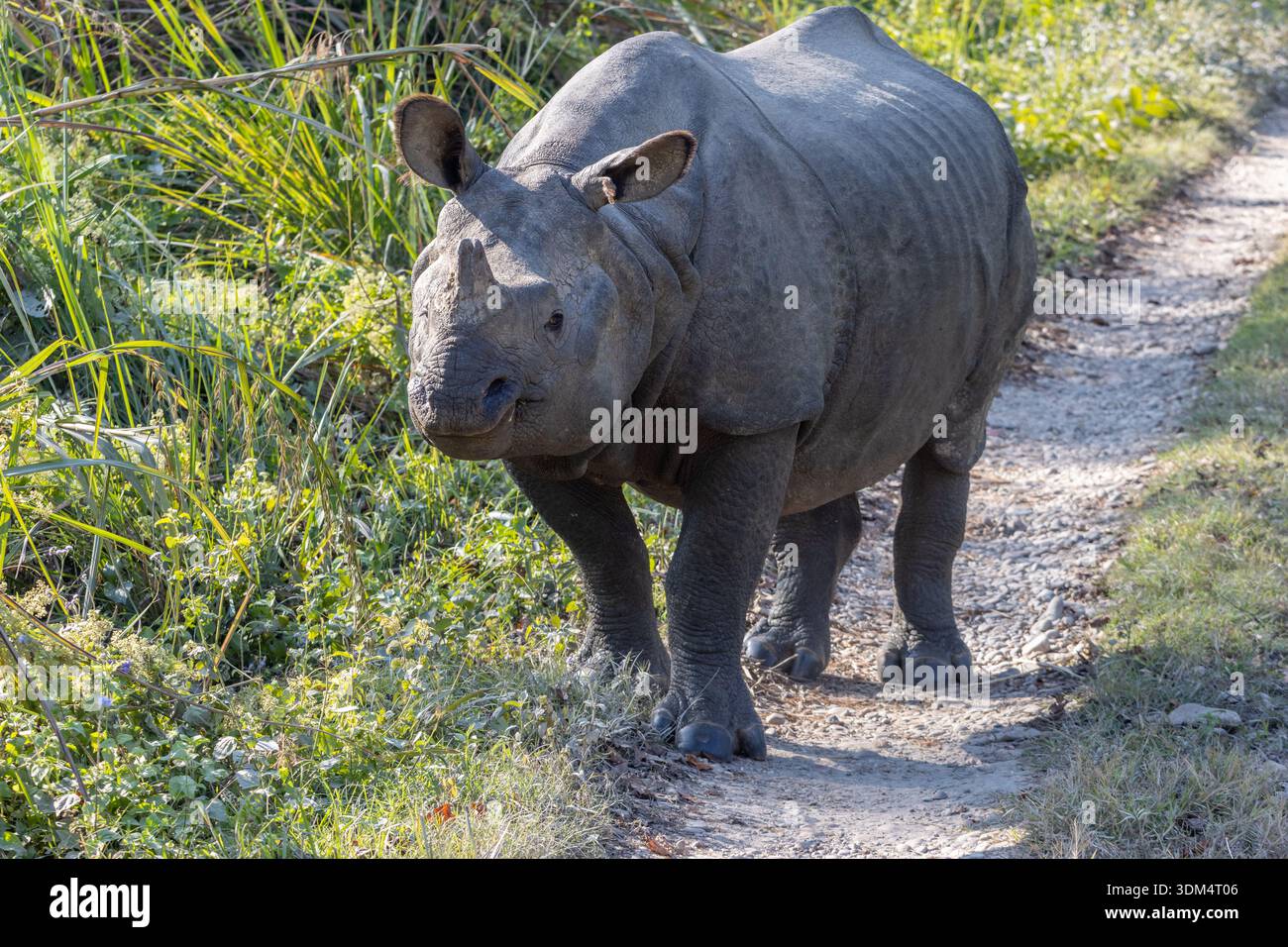 Rhinocéros indiens sauvages (Rhinoceros unicornis) marchant dans le parc national de Chitwan, un site du patrimoine mondial de l'UNESCO dans la région du Terai, province de Bagmati, Népal Banque D'Images