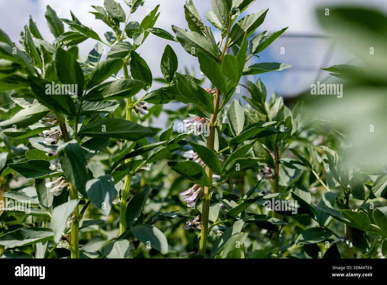 Floraison estivale de fève dans les détails botaniques des champs agricoles Banque D'Images