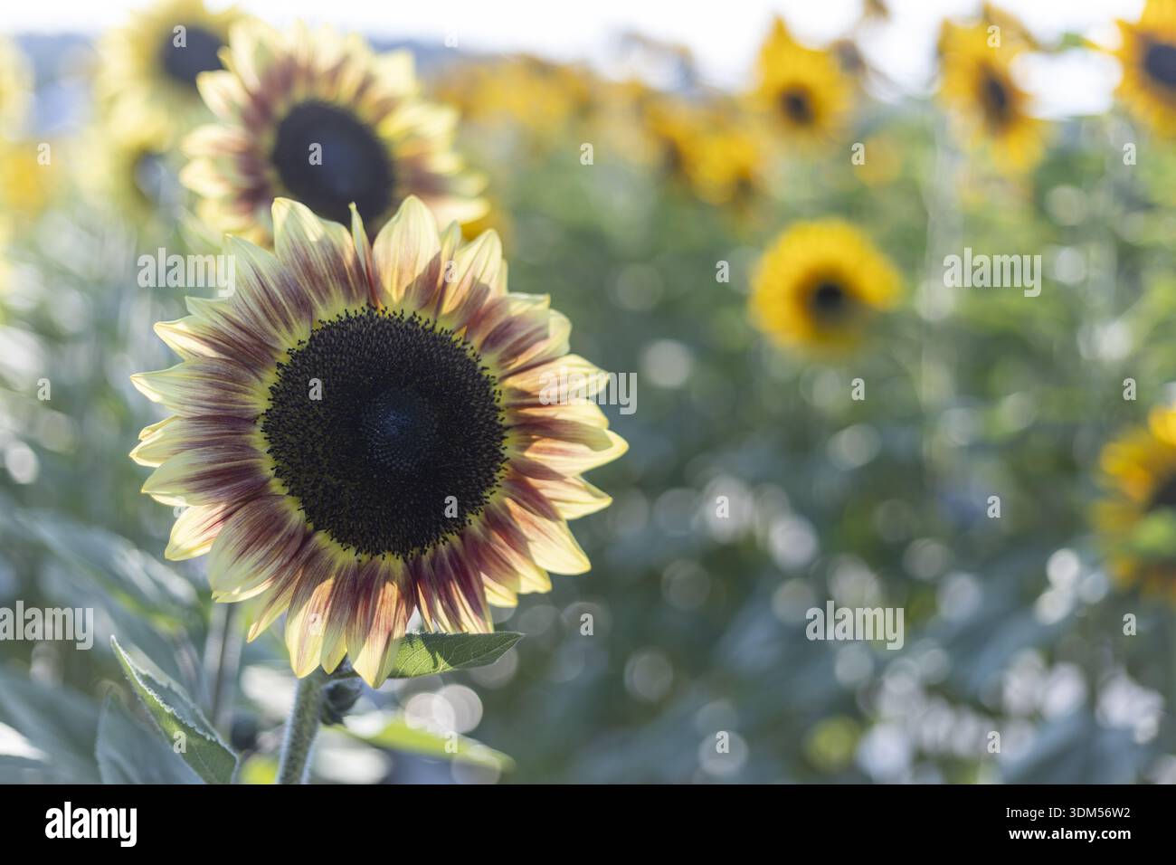 Fleur de tournesol bicolore dans un champ de fleurs vibrant. Scène de nature sereine de jardin coloré sous le soleil d'été, avec belle plante avec un focus doux Banque D'Images