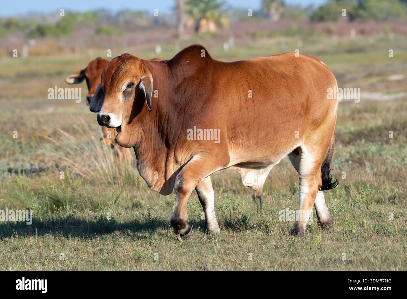Bétail brahman américain pâturant sur les pâturages (Bos taurus indicus), Texas Banque D'Images