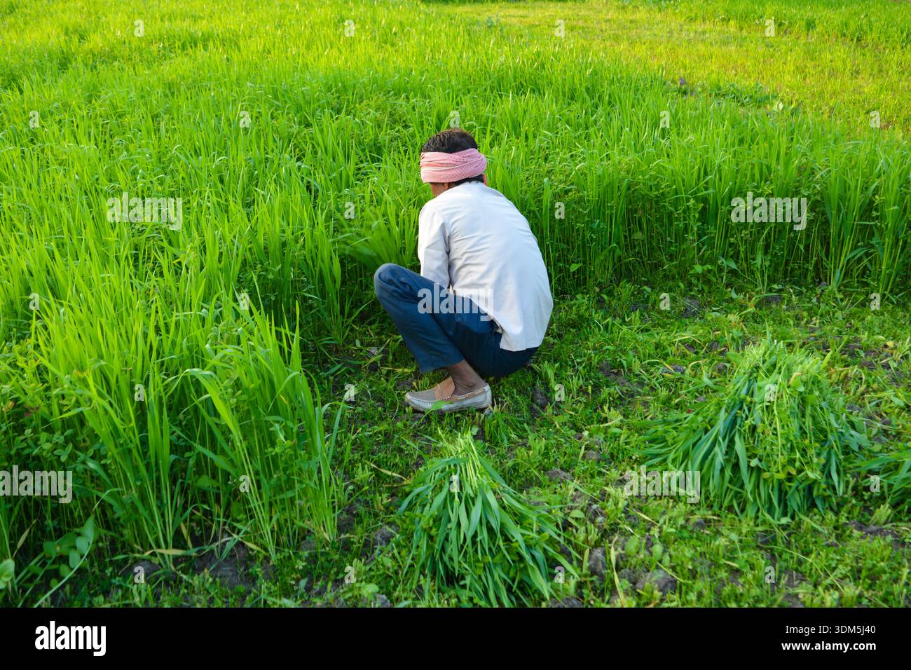 Fermier indien coupant l'herbe dans un champ vert luxuriant Banque D'Images