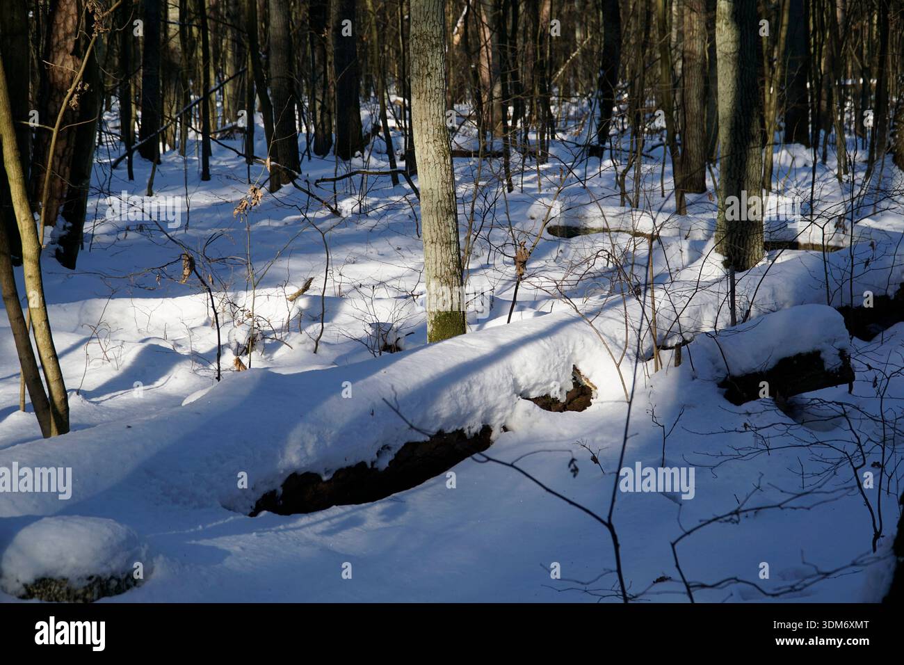 Dommages causés par la tempête hivernale en forêt Banque D'Images