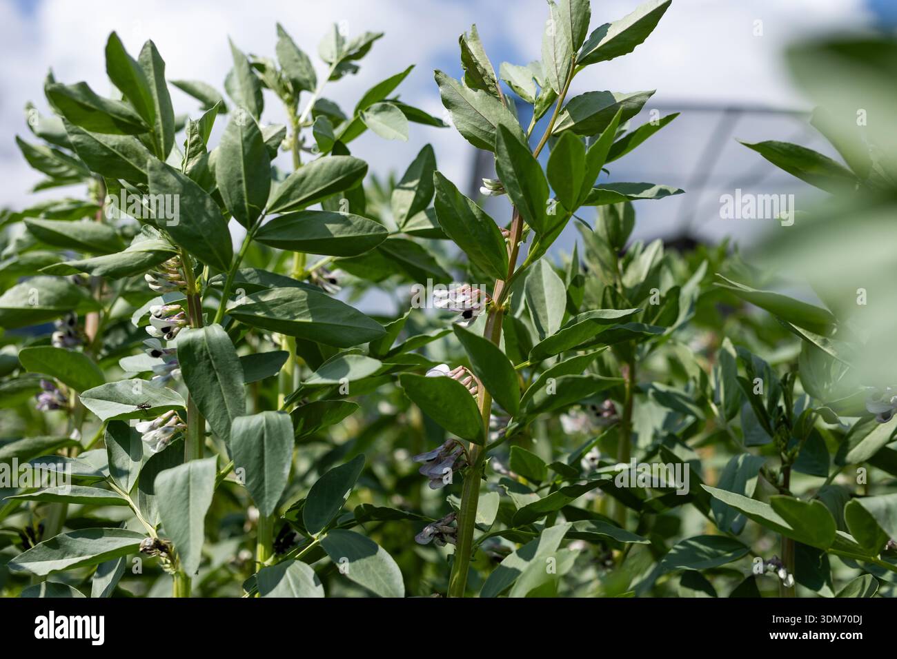 Fleurs estivales des plants de haricots Fava, gousses vertes de fleurs violettes, jardin Vicia faba, floraison de légumineuses, culture estivale Banque D'Images