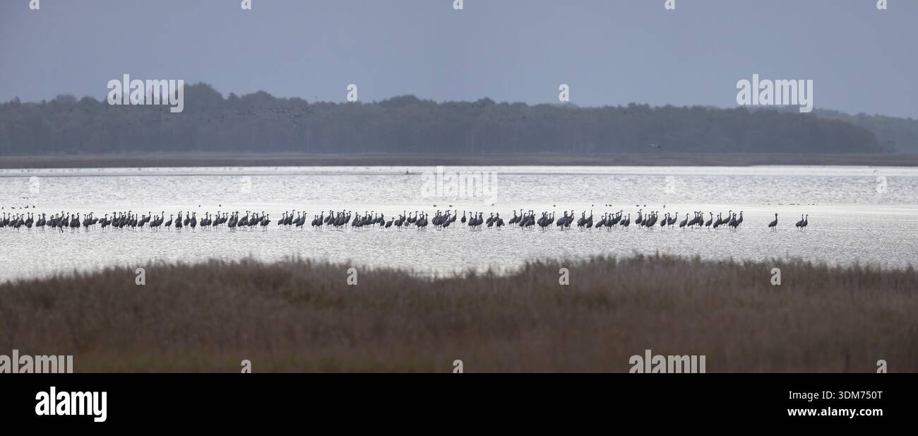 Grue commune (Grus Grus). Beaucoup d'oiseaux dans la zone de roosting au coucher du soleil, Mecklembourg-Poméranie occidentale, Allemagne Banque D'Images