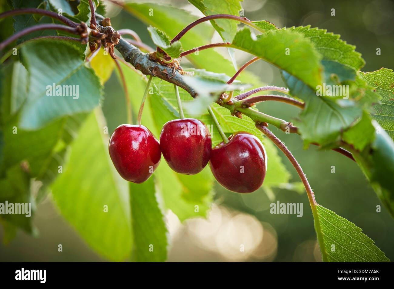 Cerise douce (Prunus avium). Cerises mûres sur un arbre. Allemagne Banque D'Images