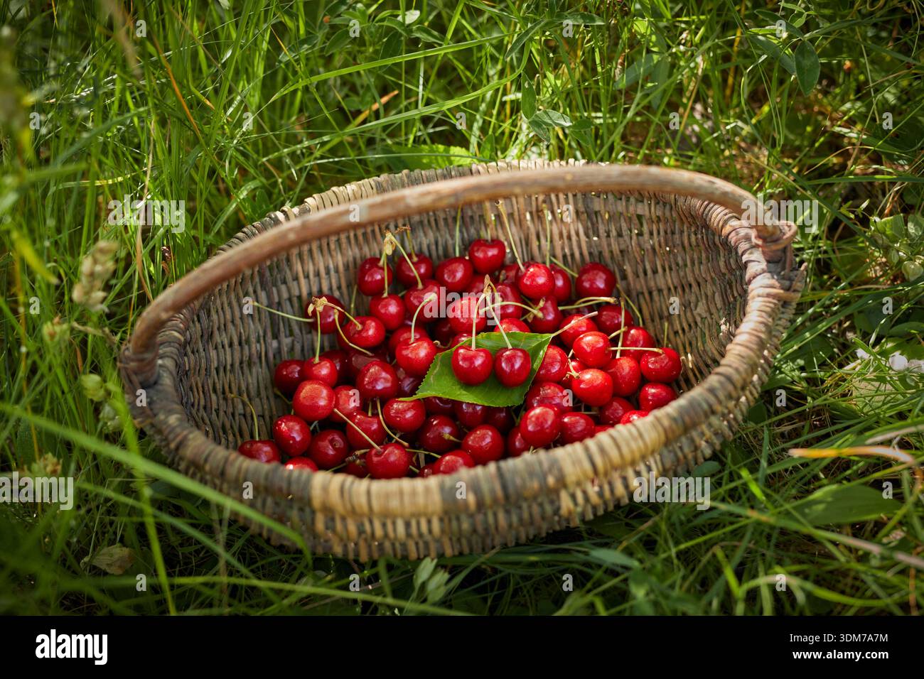 Cerise douce (Prunus avium). Cerises mûres récoltées dans un panier, Allemagne Banque D'Images