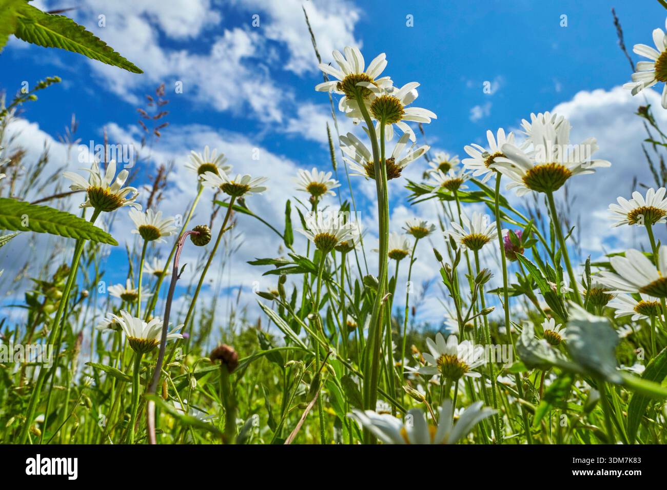Marguerite (Leucanthemum sp) floraison sur une prairie. Allemagne Banque D'Images