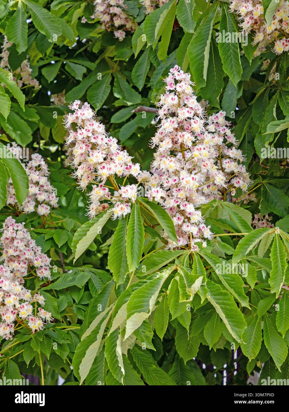 Gros plan des inflorescences blanches d'un châtaignier Banque D'Images