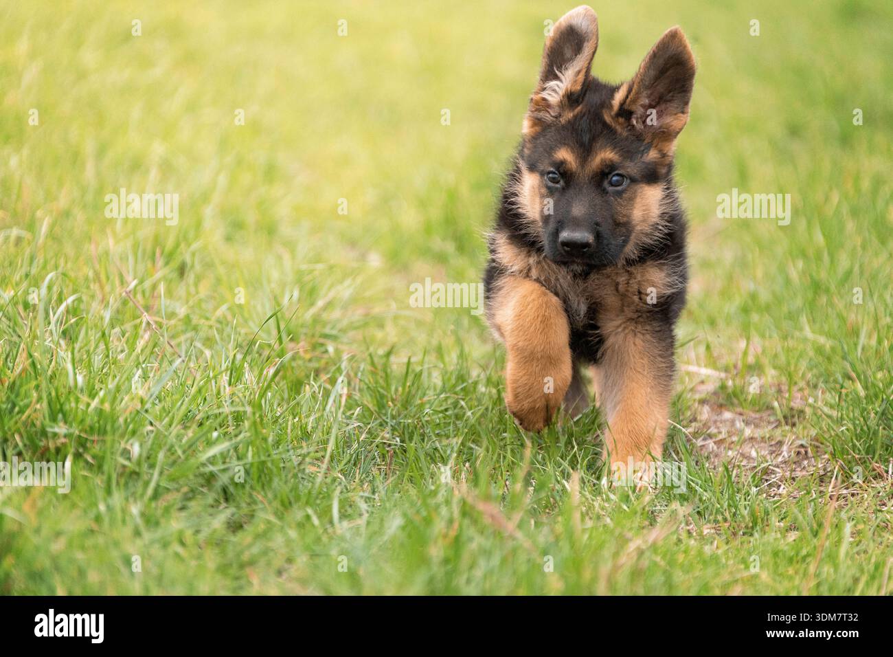 Berger allemand. Chiot courant dans un pré. Allemagne Banque D'Images