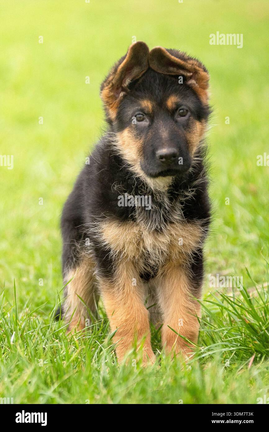 Berger allemand. Chiot assis dans un pré. Allemagne Banque D'Images