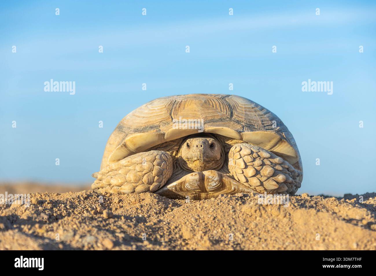 Tortue grecque (Testudo graeca) dans le désert, Egypte Banque D'Images