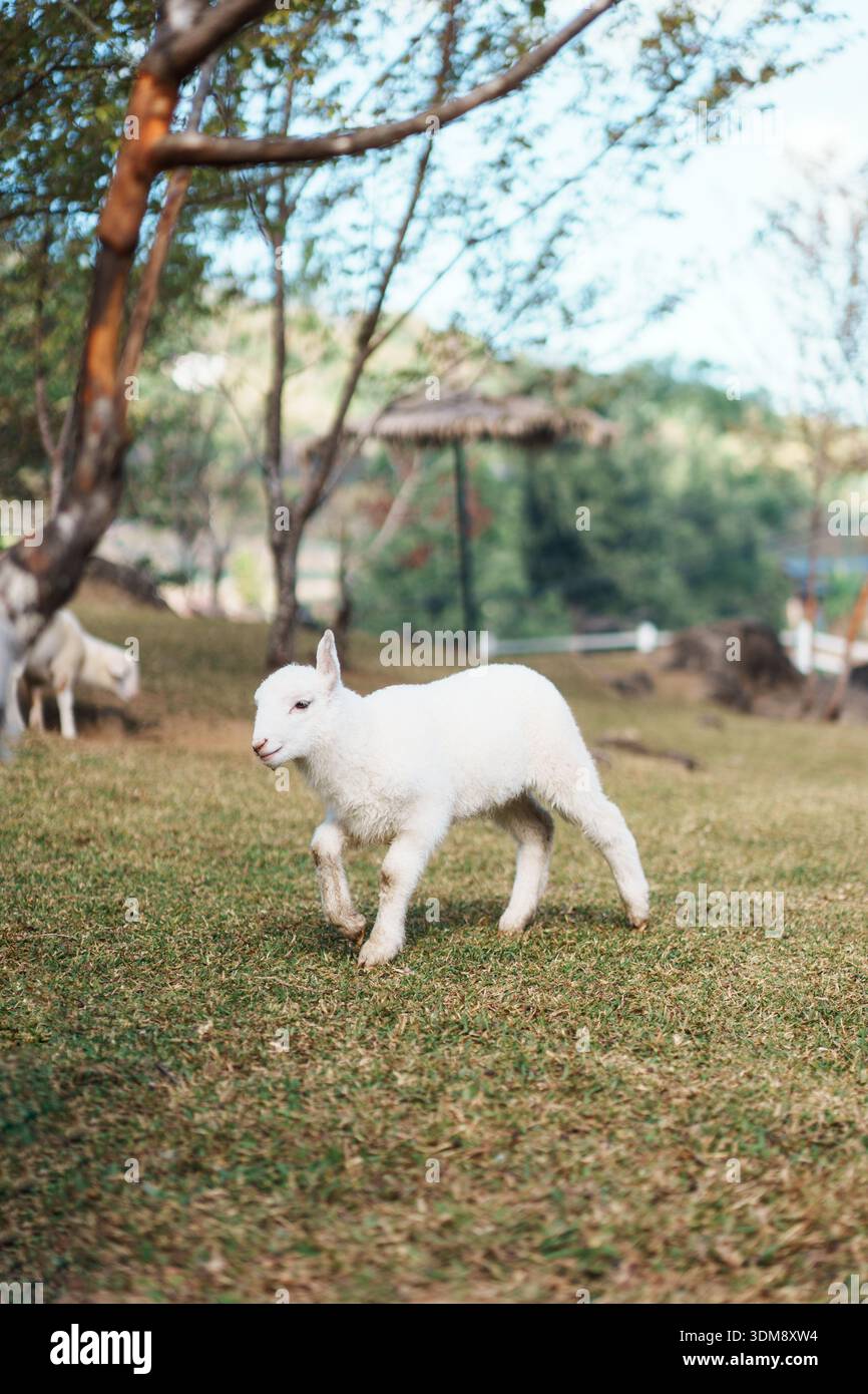 Adorable jeune agneau blanc dans le cadre de la ferme de campagne, montrant l'innocence mode de vie rural et l'atmosphère naturelle douce Banque D'Images