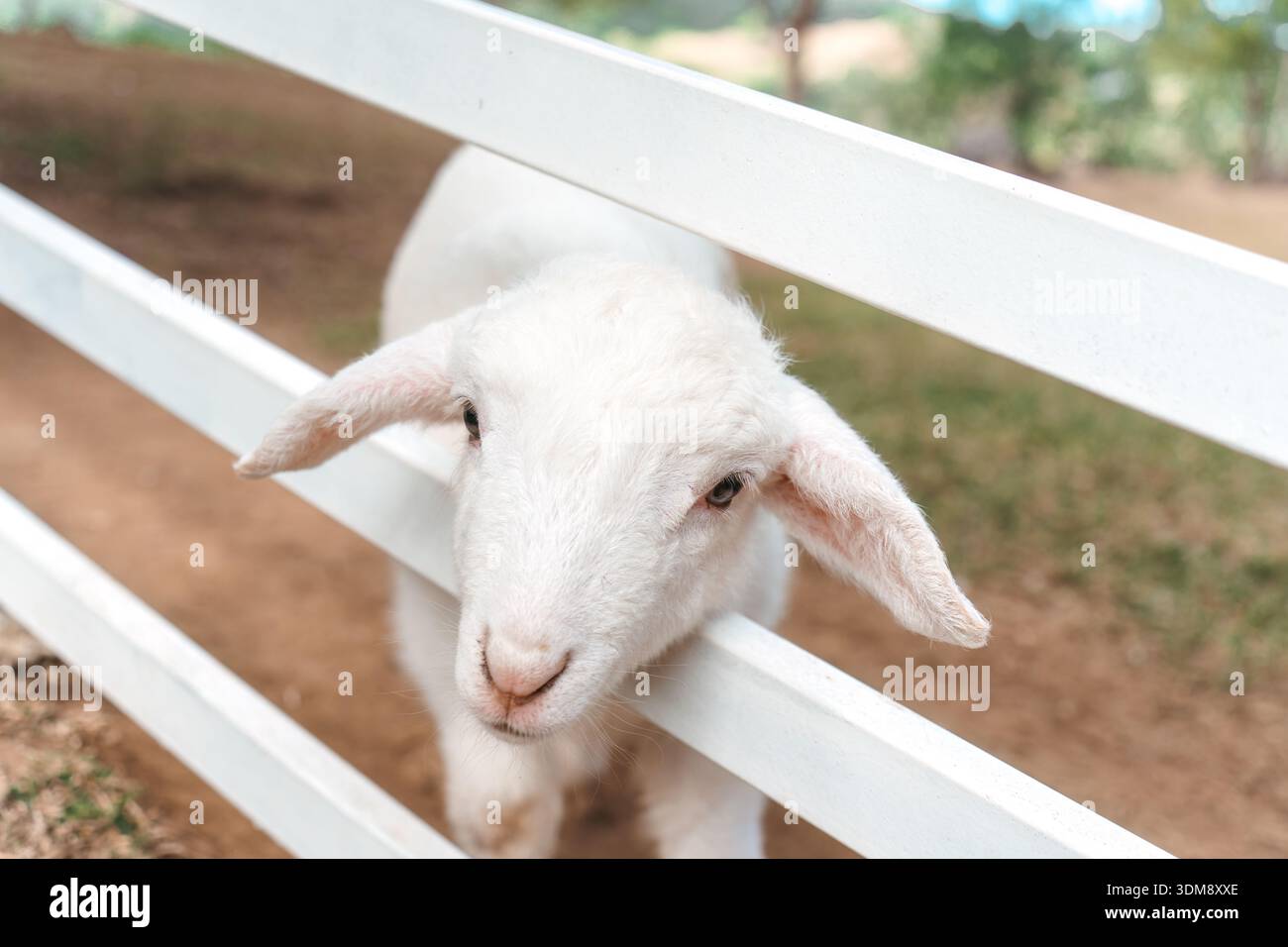 Adorable jeune agneau blanc dans le cadre de la ferme de campagne, montrant l'innocence mode de vie rural et l'atmosphère naturelle douce Banque D'Images
