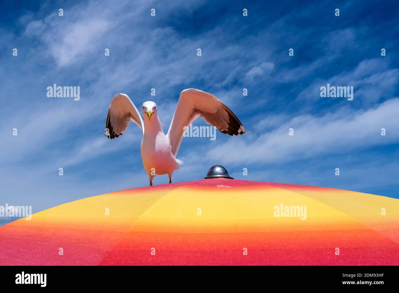 Un mouette à pattes jaunes atterrissant sur un parasol rouge et jaune à la plage de Grado sous un ciel bleu. Banque D'Images