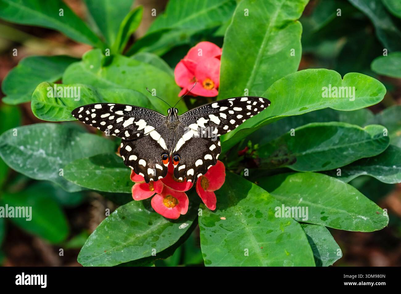 La queue d'araignée d'agrumes aux ailes déployées repose sur des fleurs rouges et des feuilles vertes à Casa delle Farfalle. Banque D'Images