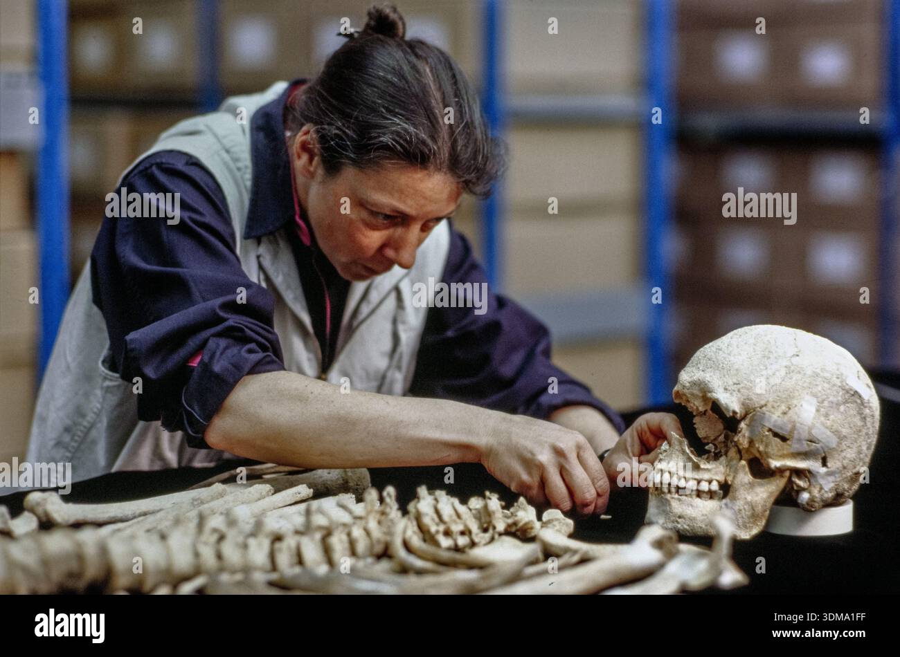 Un archéologue examine attentivement les restes squelettiques de l'Archer d'Amesbury, un homme du début de l'âge du bronze enterré vers 2400-2200 av. J.-C. près de Stonehenge. Banque D'Images