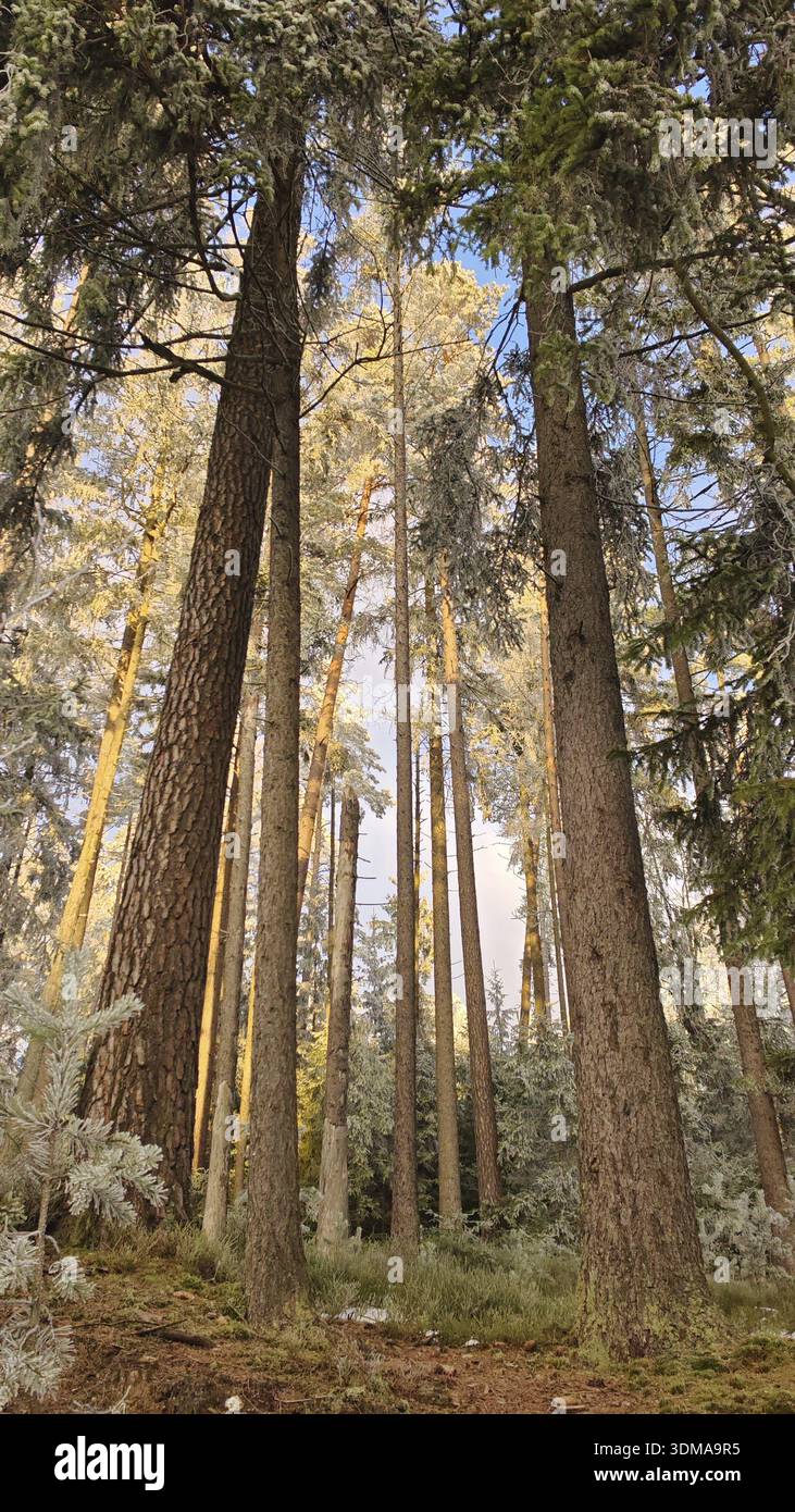 Paysage d'hiver dans la forêt avec la lumière du soleil sur de hauts arbres, pins (abiete) atmosphère calme, vue d'en bas, Fichtelgebirge Banque D'Images