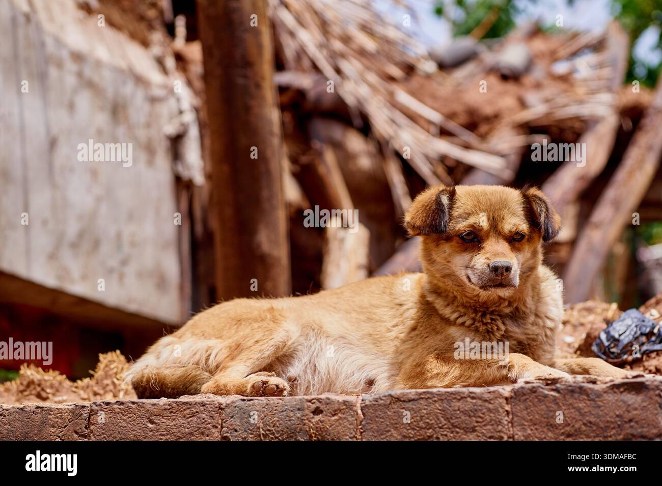 Chien mignon se relaxant sur un mur à Pingyao Chine Banque D'Images