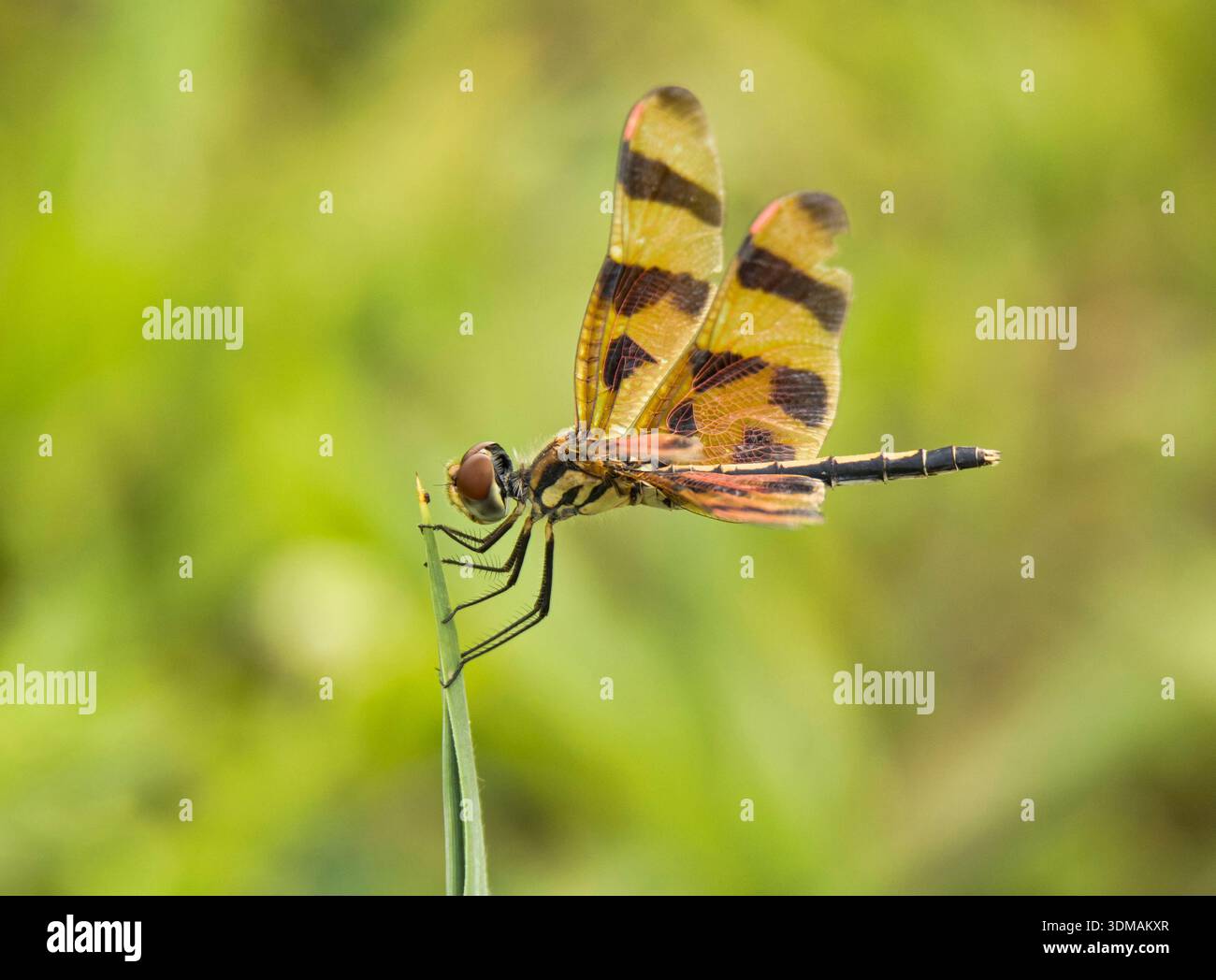 Halloween libellule Pennant (Celithemis eponina) perchée sur la pointe d'une tige de mauvaise herbe dans une prairie du Midwest. Banque D'Images