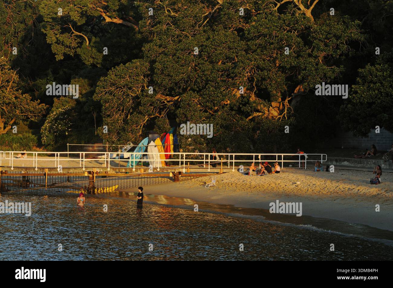 Grands arbres, plage, nageurs, bains de soleil et surf haut en couleur à Murray Rose Pool, Redleaf et Blackburn Garden sur le port de Sydney Banque D'Images
