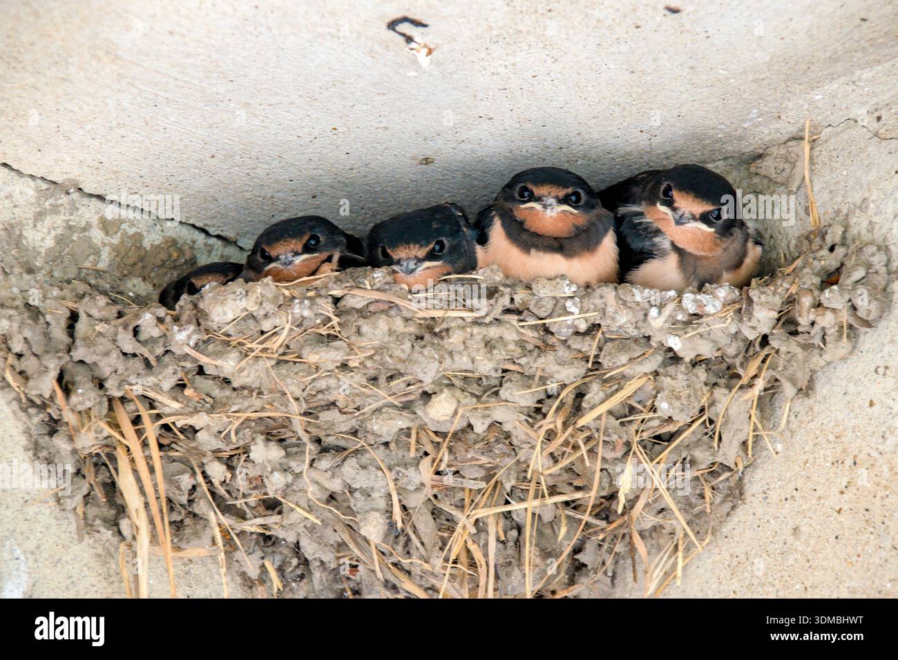 L'hirondelle est un oiseau migrateur insectivore de l'ordre des Passeriformes. Banque D'Images