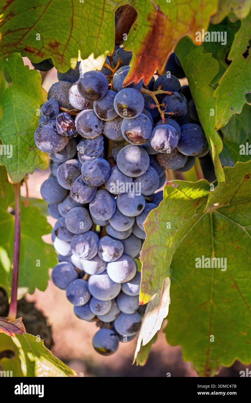 Des raisins de vin sont accrochés à la vigne à la fin de l'automne dans la vallée de Napa, Californie, États-Unis. Banque D'Images