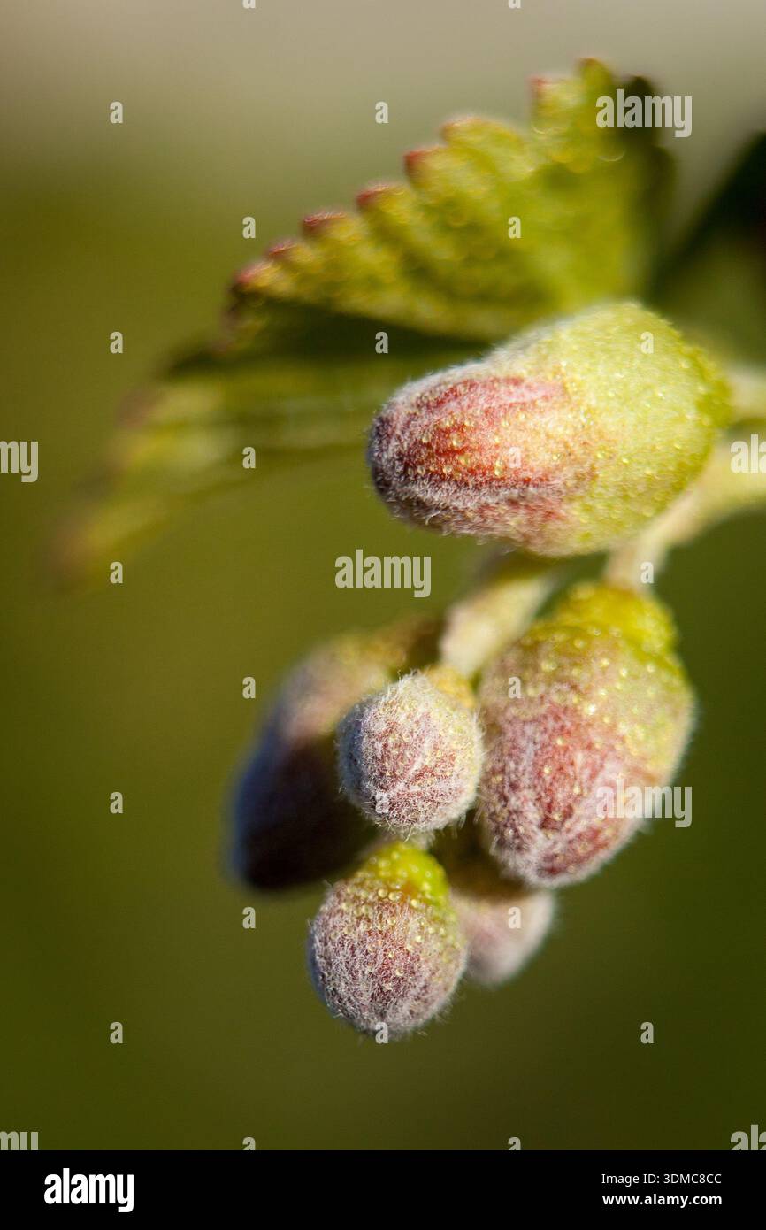 Ribes nigrum (cassis) bourgeons printaniers velus avec de jeunes feuilles et un fond naturel doux Banque D'Images