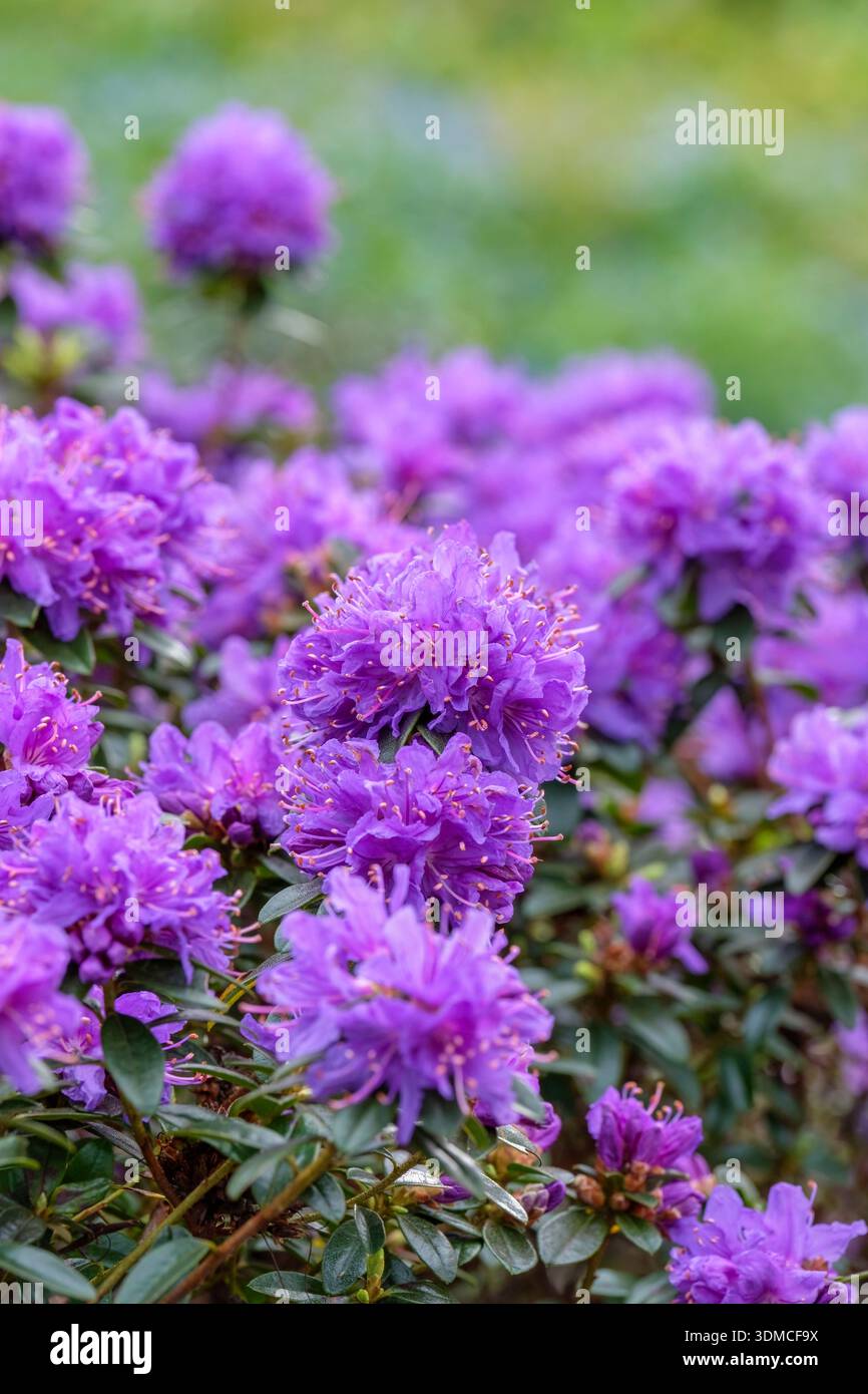 Rhododendron songbird, Rhododendron nain, fermes de fleurs bleu-violet au printemps Banque D'Images