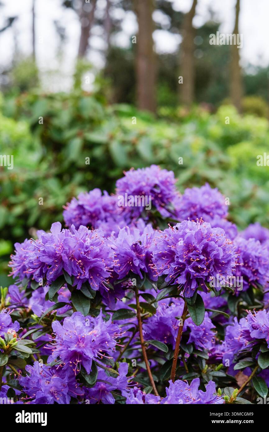 Rhododendron songbird, Rhododendron nain, fermes de fleurs bleu-violet au printemps Banque D'Images
