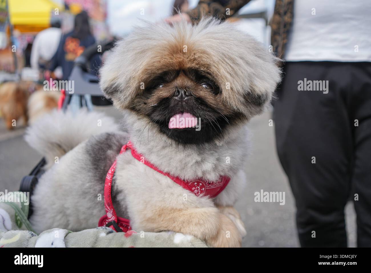 Un chien pékin. Banque D'Images