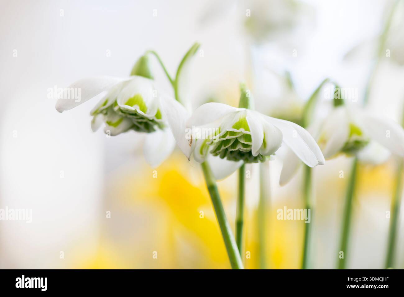 Gouttes de neige de Galanthus 'Hill Poe' Banque D'Images