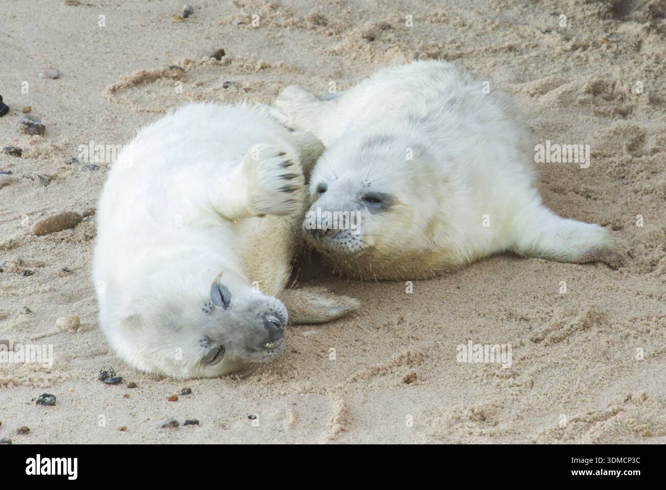 Deux bébés phoques gris câlins encore ensemble dans leur pelage blanc moelleux, phoque gris, Halichoerus grypus, novembre, Norfolk. Banque D'Images