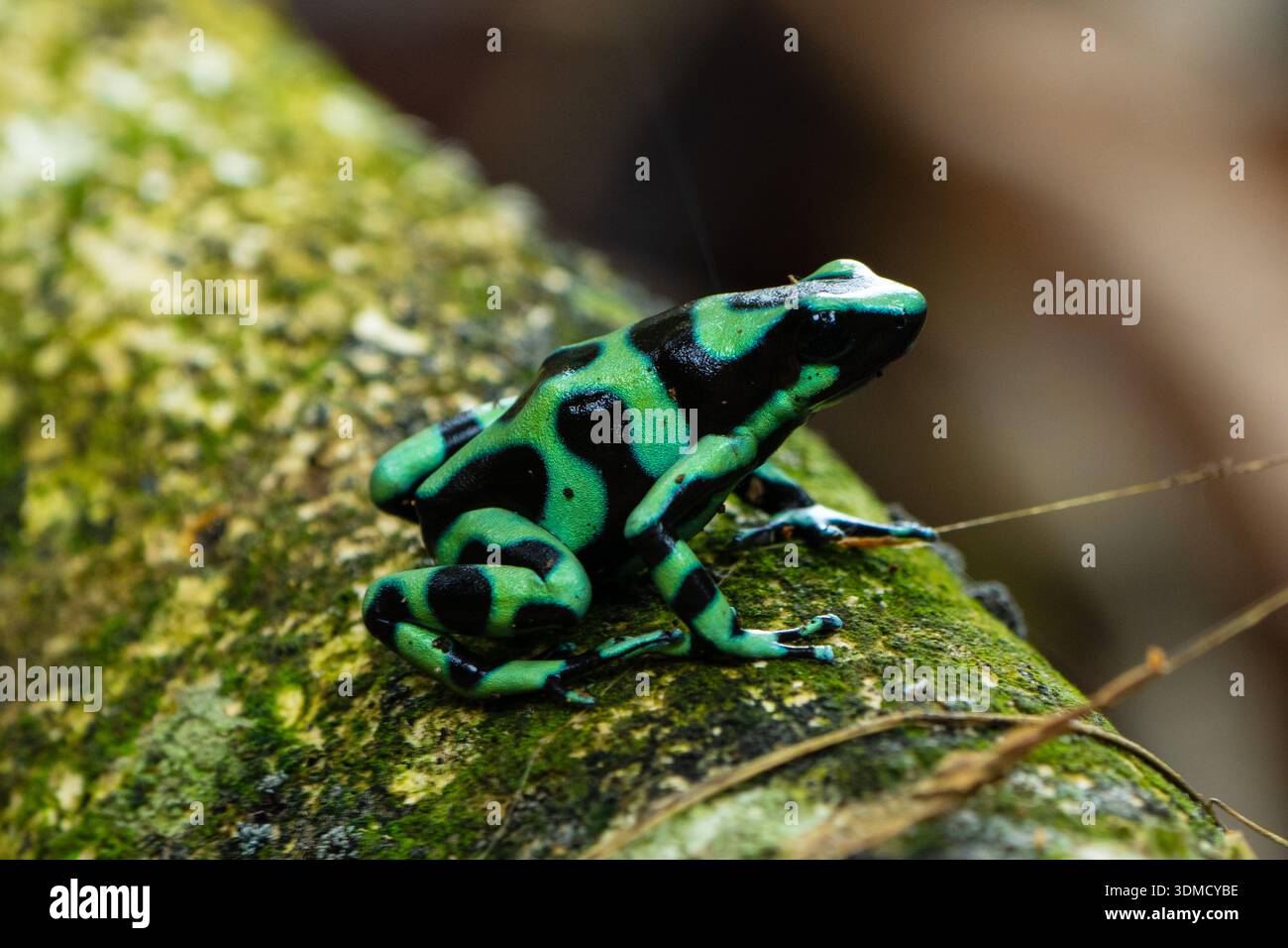 Grenouille poison verte et noire (Dendrobates auratus), Costa Rica Banque D'Images