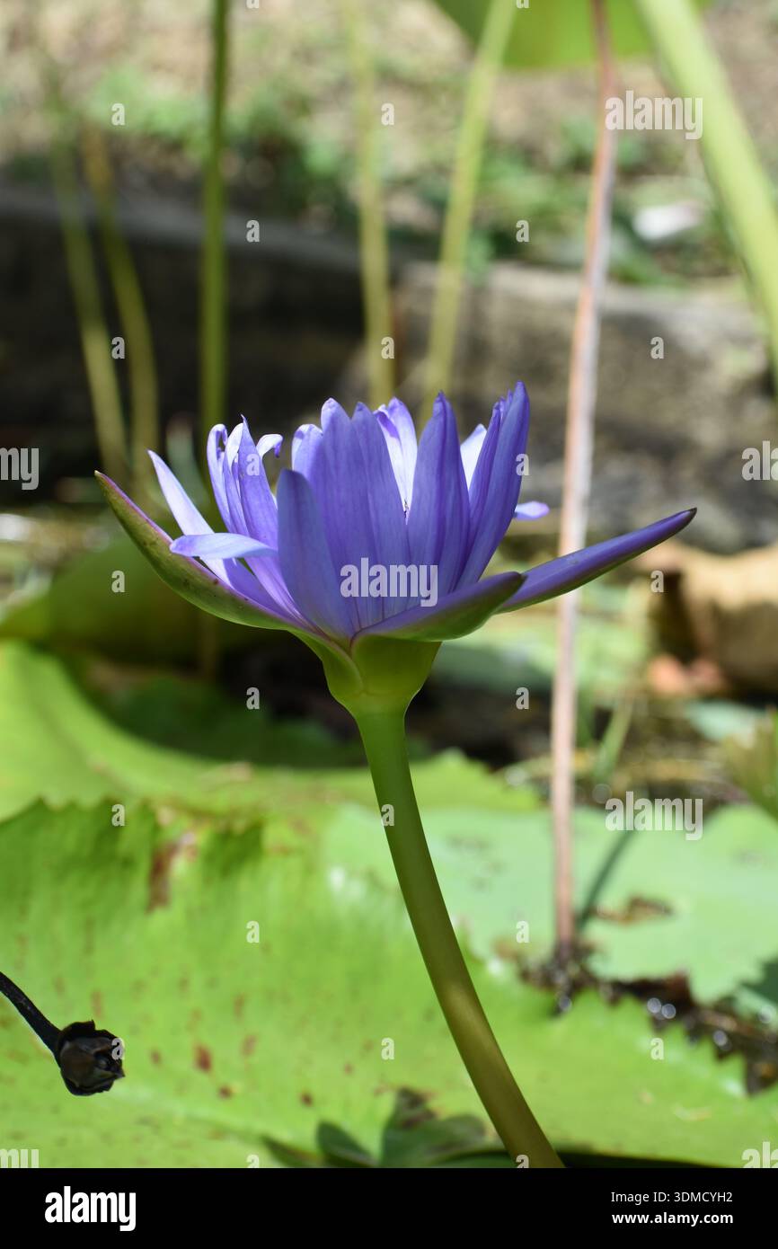 Le lotus bleu, également connu sous le nom de nénuphar bleu égyptien ou Nymphaea caerulea, sur l'île caribéenne de Tobago. Banque D'Images