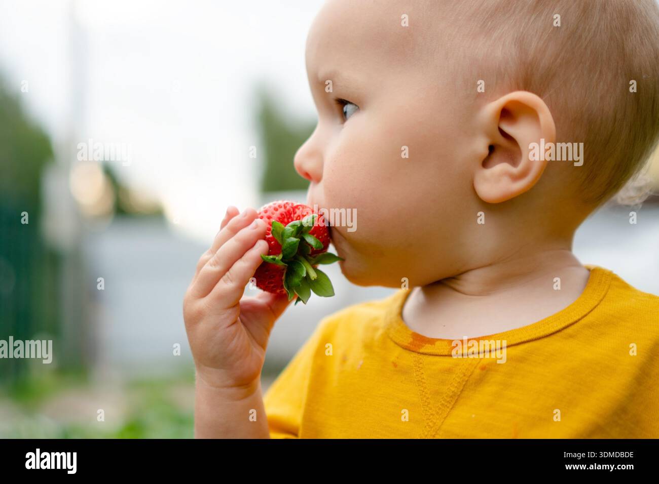 D'un point de vue latéral, un tout-petit est vu manger joyeusement une fraise, son visage tourné vers le fruit. véritable plaisir d'une baie d'été fraîche et saine dans le cadre d'une collation pour enfant. Banque D'Images
