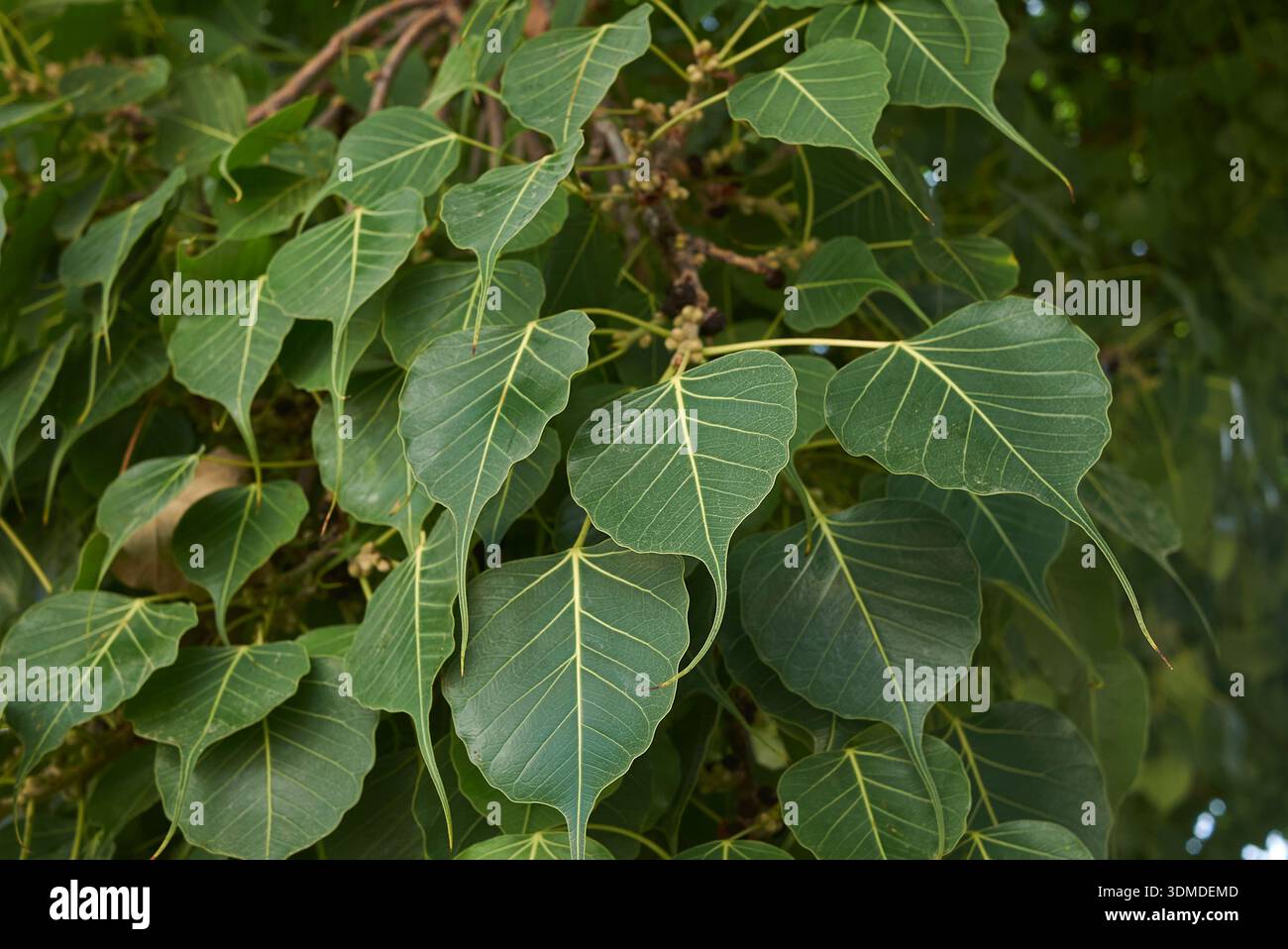 Gros plan de l'arbre Ficus religiosa Banque D'Images
