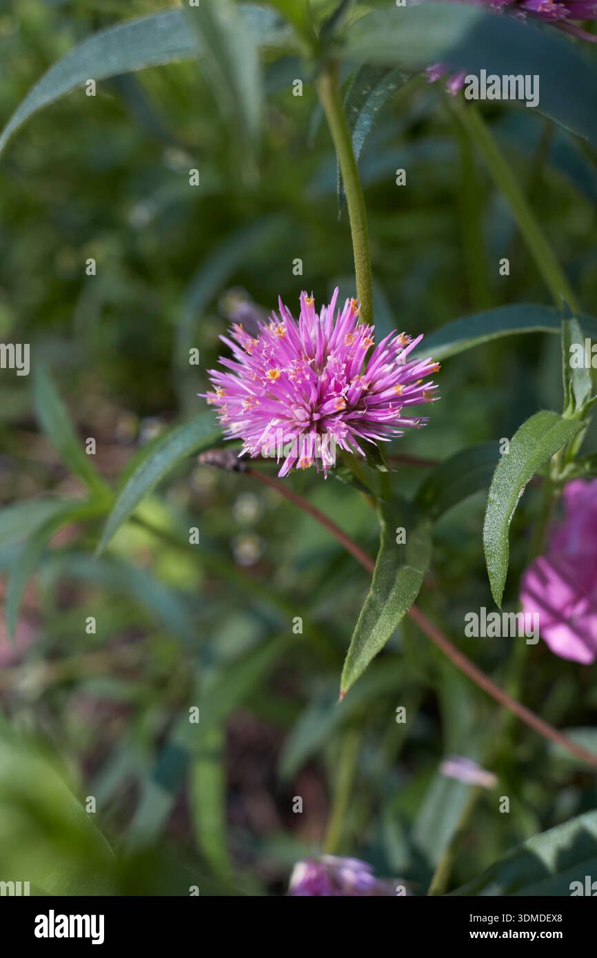Gros plan sur l'inflorescence violette de Gomphrena globosa Banque D'Images