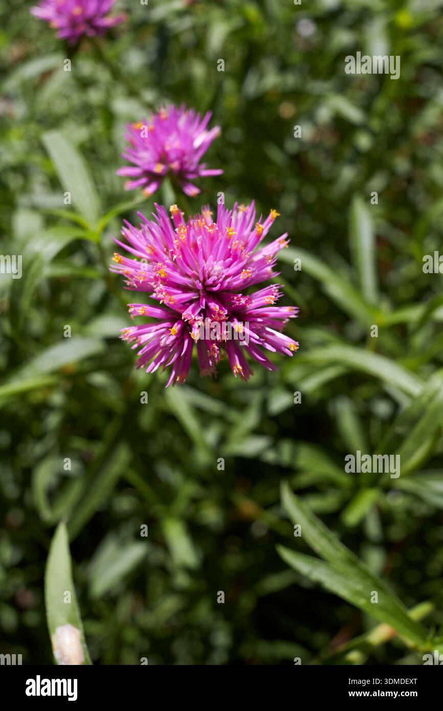 Gros plan sur l'inflorescence violette de Gomphrena globosa Banque D'Images