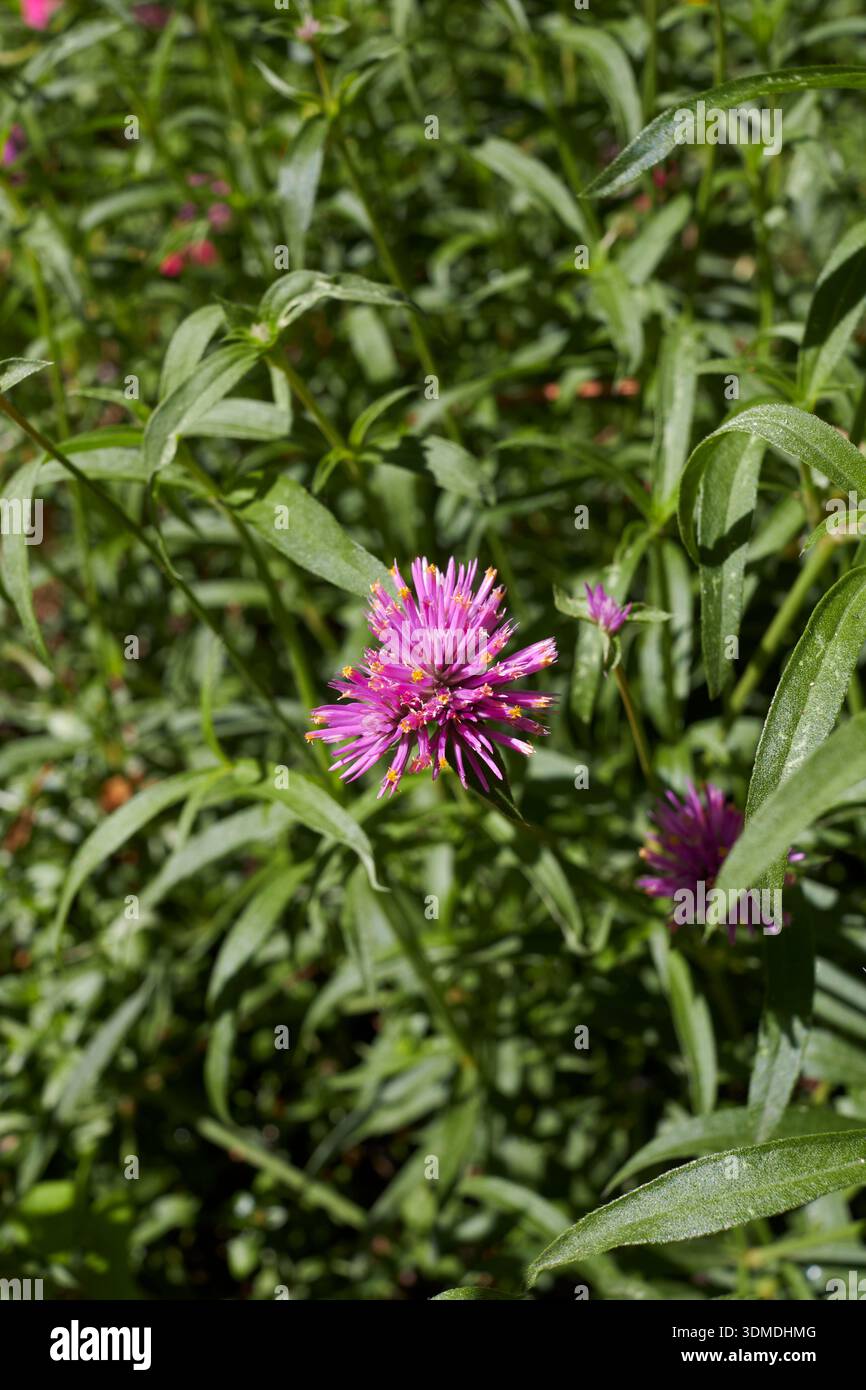 Gros plan sur l'inflorescence violette de Gomphrena globosa Banque D'Images