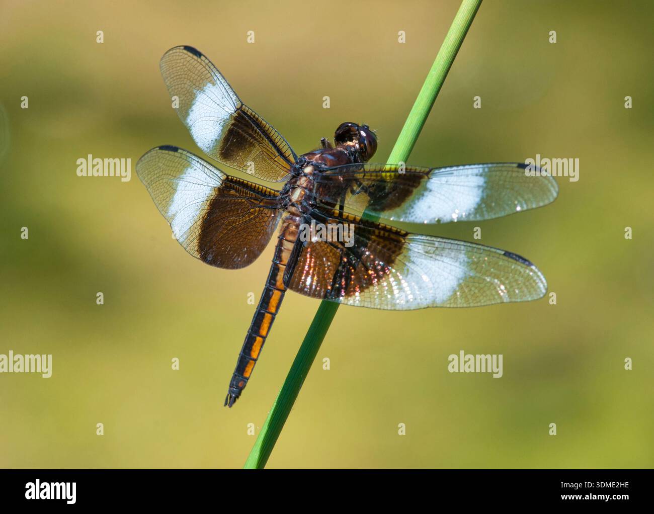 Juvénile écrémé de la veuve (Libellula luctuosa) reposant sur un roseau dans une zone humide du Wisconsin entre deux incursions de chasse. Banque D'Images