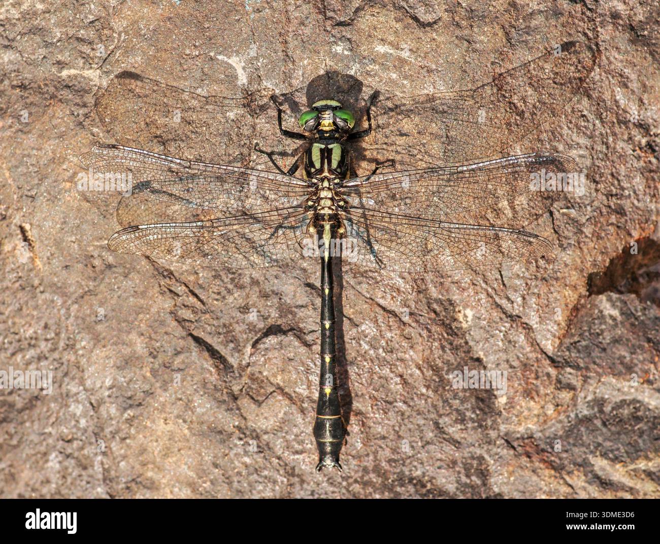 Une belle libellule, un Clubtail moustaché repose sur un rocher à mi-courant dans une rivière sauvage du nord du Wisconsin. Banque D'Images