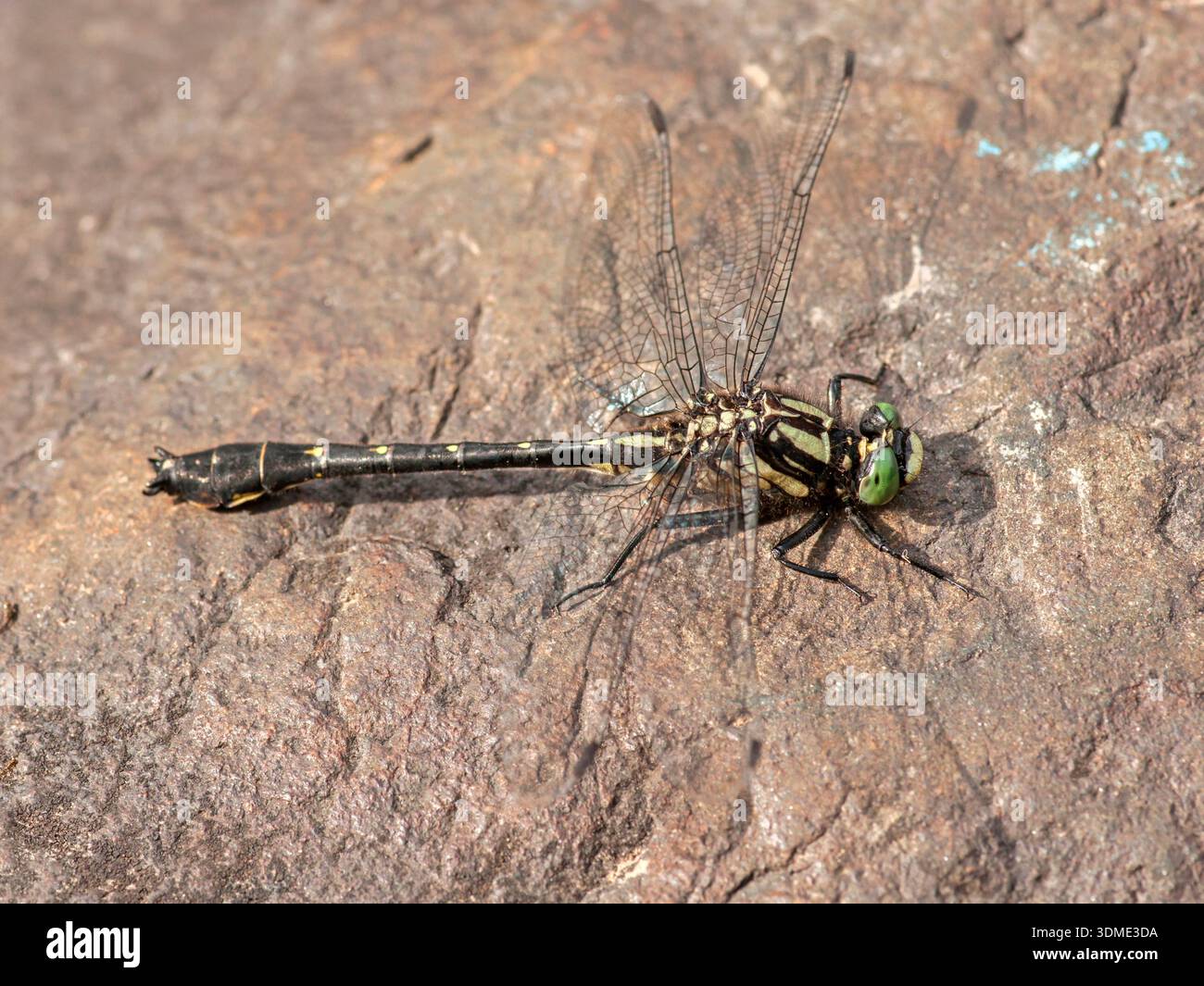 Un Clubtail moustaché repose dans le soleil d'un rocher à mi-courant sur une rivière sauvage du nord du Wisconsin. Banque D'Images