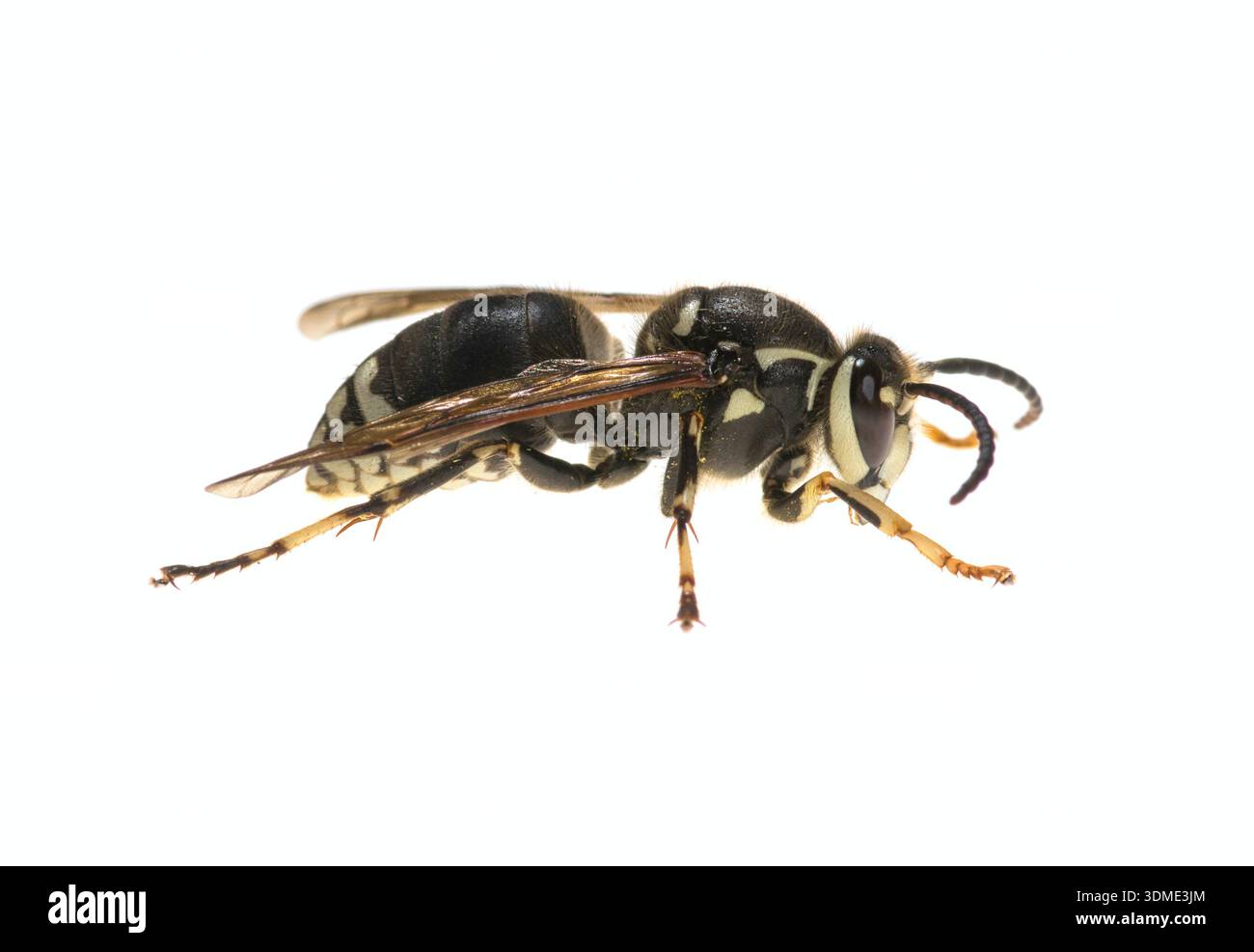 Un Hornet à visage chauve soigné photographié isolé sur un fond blanc. Banque D'Images