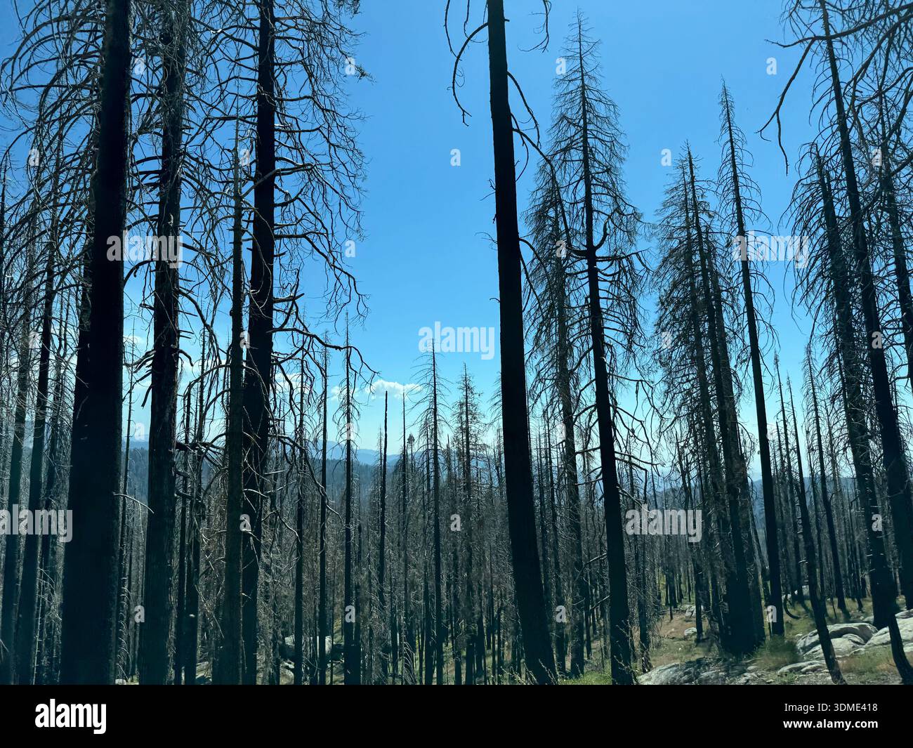 Silhouettes d'arbres carbonisés dans la forêt brûlée par un feu de forêt sous le ciel bleu en Californie, États-Unis. - Image de stock capturée avec un smartphone