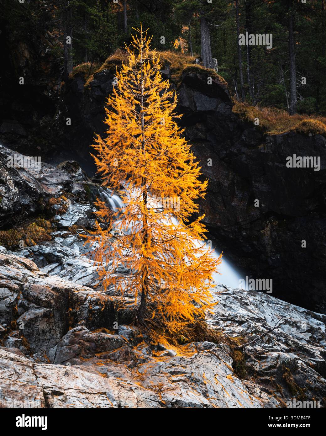 Mélèze, automne, Val Morteratsch, Suisse, Forêt, ruisseau de montagne Banque D'Images