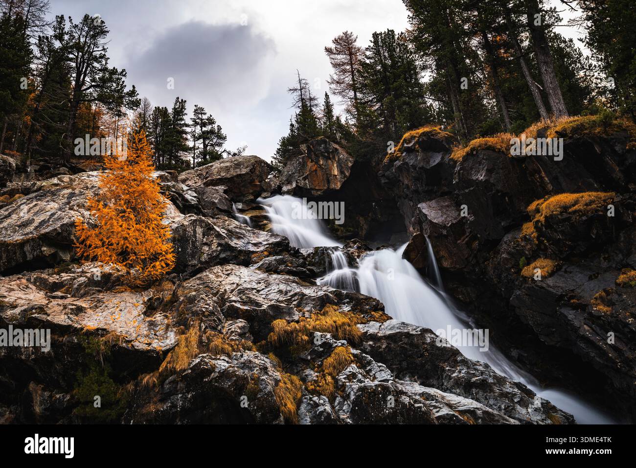 Mélèze, automne, Val Morteratsch, Suisse, Forêt, ruisseau de montagne Banque D'Images