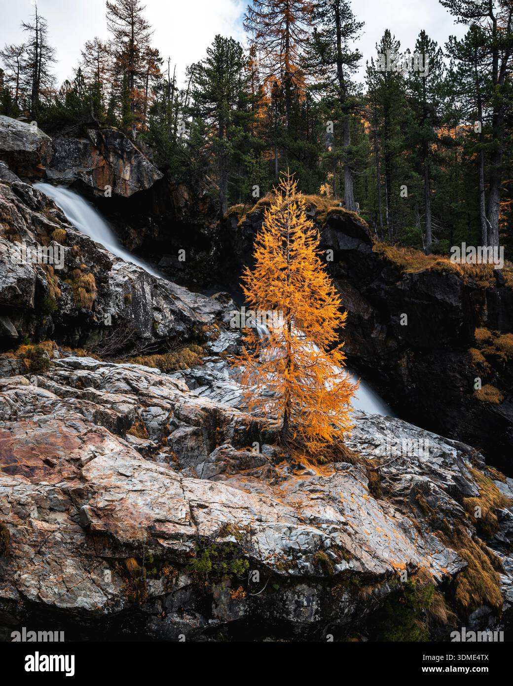 Mélèze, automne, Val Morteratsch, Suisse, Forêt, ruisseau de montagne Banque D'Images