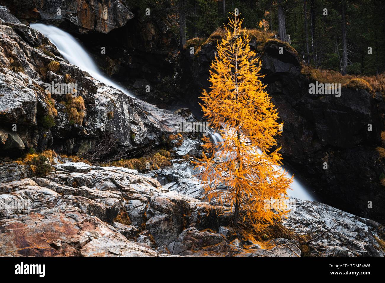 Mélèze, automne, Val Morteratsch, Suisse, Forêt, ruisseau de montagne Banque D'Images