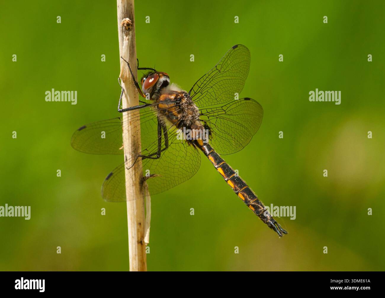 Une belle libellule Spiny Baskettail repose sur une tige de plante séchée au bord d'une forêt du Wisconsin. Banque D'Images