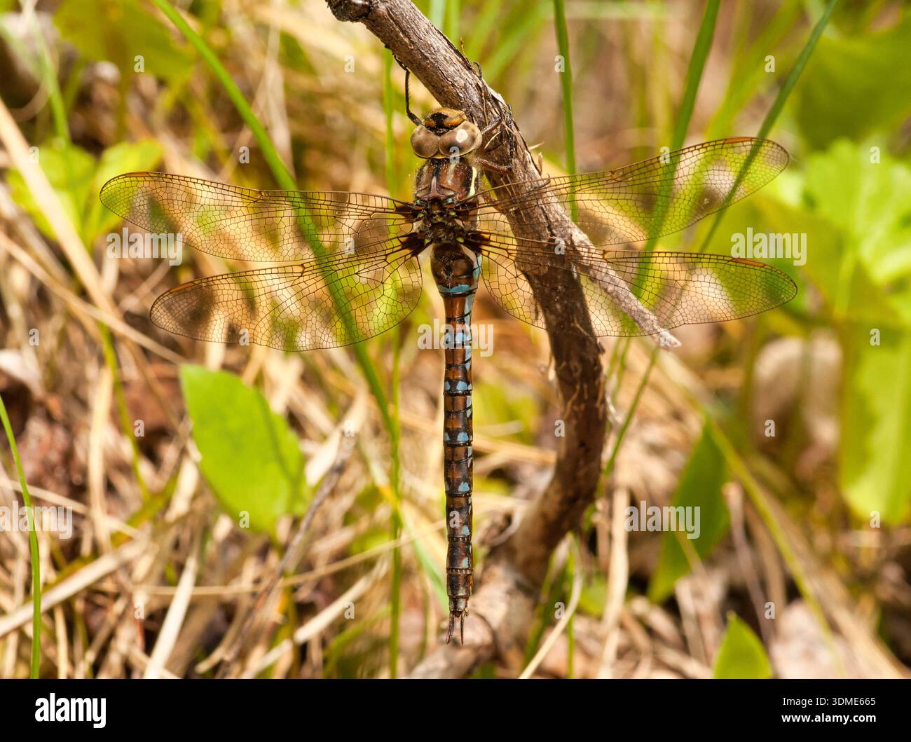 Une libellule aux jolis motifs du Darner de printemps se perche sur une brindille au bord d'une forêt du nord du Wisconsin. Banque D'Images